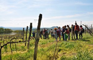 ca lustra m guercini
