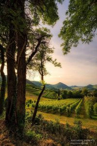 colli euganei r zimmitti 2