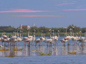 fenicotteri delta po