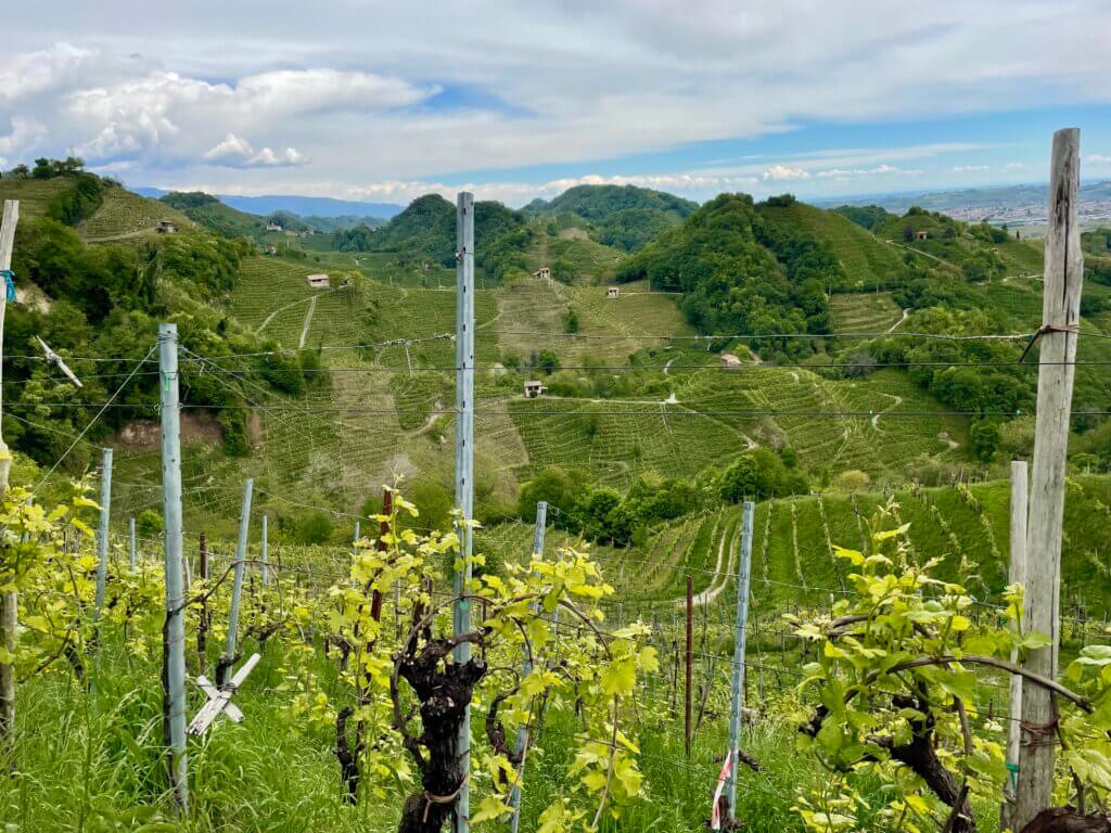 colline prosecco