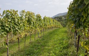 vino reassi panorama colli
